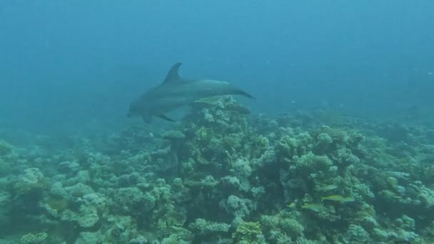 Dolphin Swimming Bottom Sea — Stock video