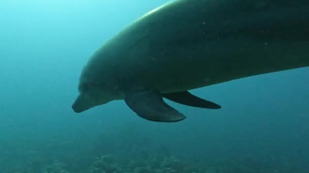 Dolphin Swimming Sea Others Join — Vídeo de stock