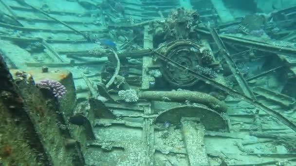 Diving Depths Red Sea Old Shipwreck Reef Fish — Stockvideo