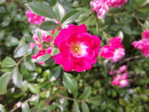 Uma Rosa Rosa Jardim Dia Noite — Fotografia de Stock