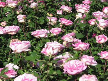 Pink roses in garden  in the summer day.