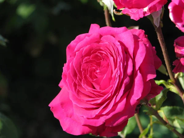 Pink Rose Garden Background — Fotografia de Stock