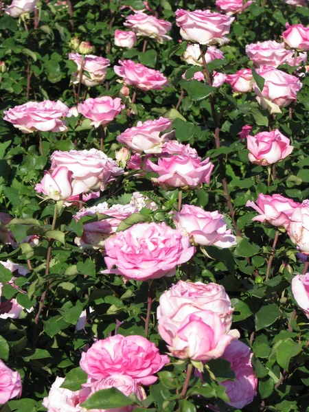 Pink Roses Garden Summer Day — Fotografia de Stock