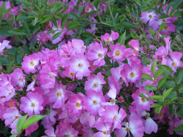 Fialový Květ Zahradě — Stock fotografie