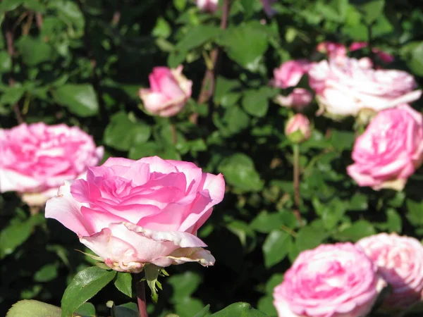 Pink Roses Garden Summer Day — Fotografia de Stock