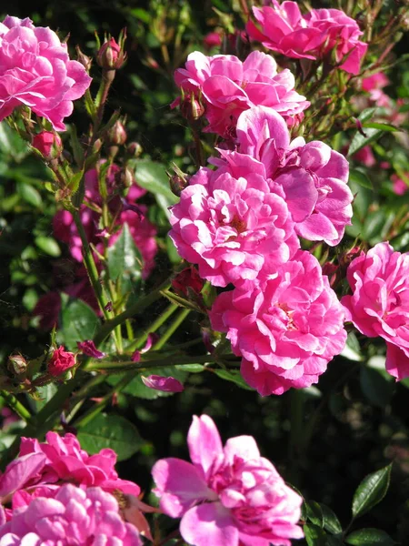 Pink Roses Garden Summer Day — Fotografia de Stock