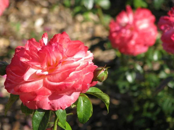 Rosas Vermelhas Jardim — Fotografia de Stock