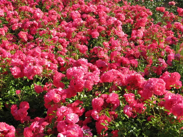 Red-pink roses in the garden in the summer day.