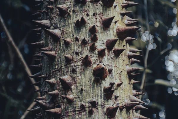 Enormes Espinas Crecen Corteza Árbol Tropical Madera Dura Selva Costa —  Fotos de Stock