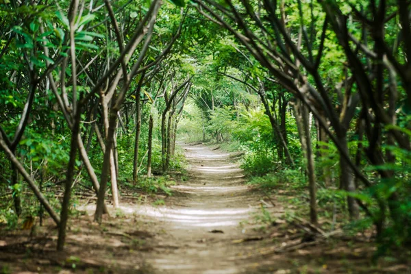 Caminho Praia Arenosa Leva Direto Para Distância Sob Dossel Verde — Fotografia de Stock