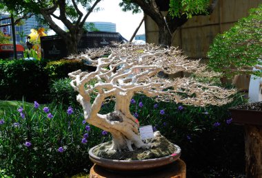 PUTRAJAYA, MALAYSIA - 30 Mayıs 2016: Putrajaya, Malezya 'daki Royal Floria Putrajaya 2016' da halk için Bonsai ağacı görüntüsü.