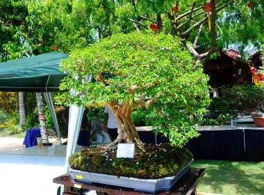 PUTRAJAYA, MALAYSIA - 30 Mayıs 2016: Putrajaya, Malezya 'daki Royal Floria Putrajaya 2016' da halk için Bonsai ağacı görüntüsü.