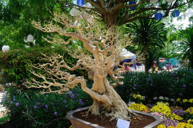 PUTRAJAYA, MALAYSIA - 30 Mayıs 2016: Putrajaya, Malezya 'daki Royal Floria Putrajaya 2016' da halk için Bonsai ağacı görüntüsü.