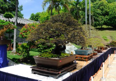 PUTRAJAYA, MALAYSIA - 30 Mayıs 2016: Putrajaya, Malezya 'da Royal Floria Putrajaya 2016 döneminde halka Bonsai ağacı.