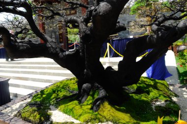 PUTRAJAYA, MALAYSIA - 30 Mayıs 2016: Putrajaya, Malezya 'da Royal Floria Putrajaya 2016 döneminde halka Bonsai ağacı.