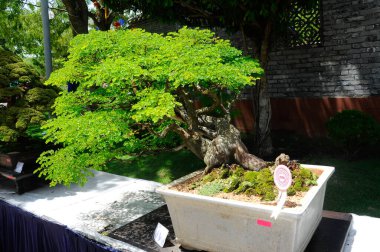 PUTRAJAYA, MALAYSIA - 30 Mayıs 2016: Putrajaya, Malezya 'da Royal Floria Putrajaya 2016 döneminde halka Bonsai ağacı.