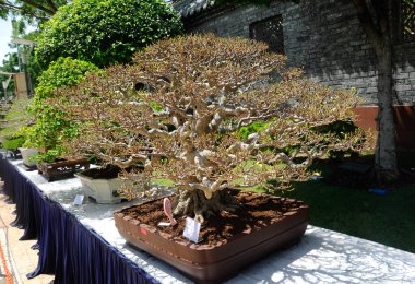 PUTRAJAYA, MALAYSIA - 30 Mayıs 2016: Putrajaya, Malezya 'da Royal Floria Putrajaya 2016 döneminde halka Bonsai ağacı.