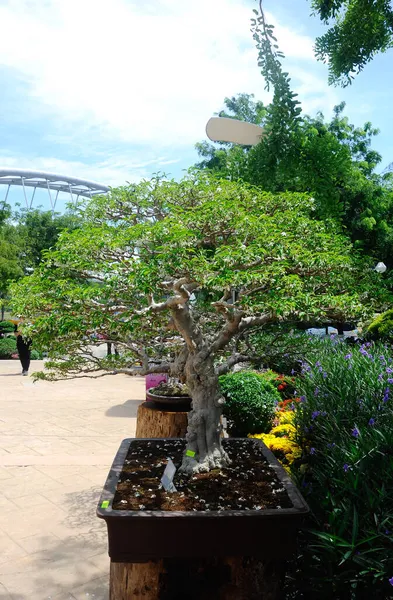 Putrajaya Malaysia May 2016 Bonsai Tree Display Public Royal Floria — 图库照片