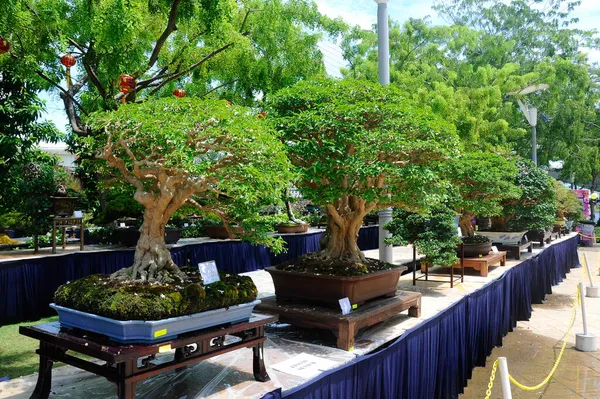 Putrajaya Malaysia Maio 2016 Exposição Árvore Bonsai Para Público Royal — Fotografia de Stock