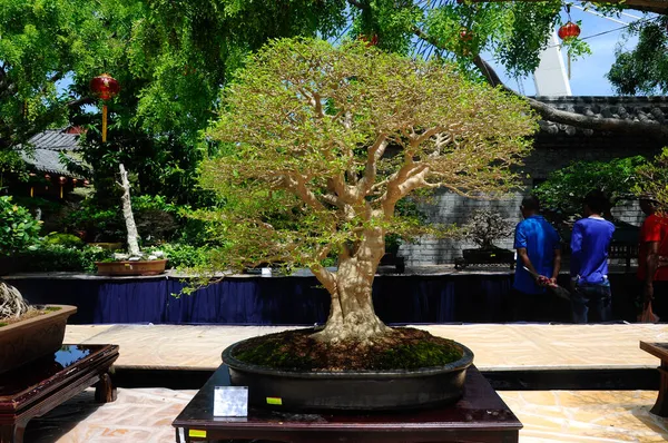 Putrajaya Malaysia May 2016 Bonsai Tree Display Public Royal Floria — Stock Photo, Image