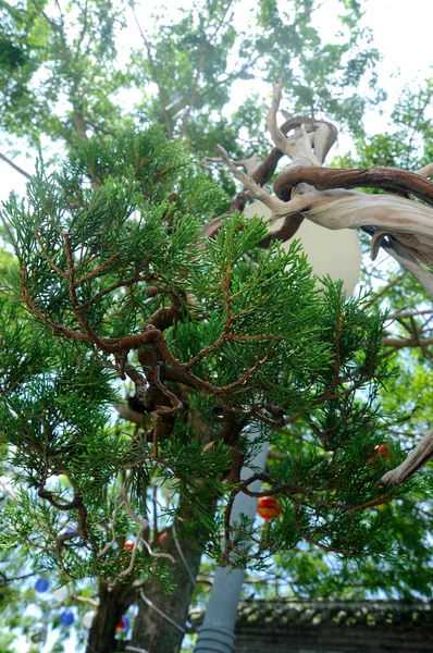 Putrajaya Malaysia Maio 2016 Exposição Árvore Bonsai Para Público Durante — Fotografia de Stock