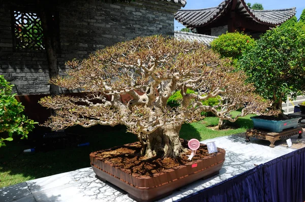 Putrajaya Malaysia May 2016 Bonsai Tree Display Public Royal Floria — Stock Photo, Image