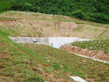 İnek Çimi leke sürme metodu kullanılarak ekilir. Birbiri arasında boşluklar olan çimen bitkileri. Zamanla bu ot çoğalacak ve birleşecek..