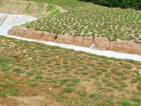 Cow Grass Φυτεύεται Μέθοδο Turfing Σημείο Φυτά Χόρτου Κενά Μεταξύ — Φωτογραφία Αρχείου