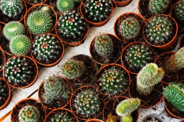 PUTRAJAYA, MALAYSIA -16 HAZİRAN 2017: Küçük ve renkli kaktüslerden oluşan bir grup süs olarak kullanılıyor. 