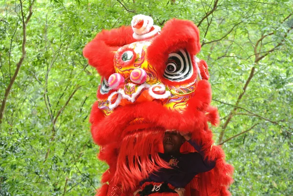 Selangor Malaysia February 2016 Lion Dance Ritual Tradition Chinese Society — Stock Photo, Image