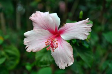 Ebegümeci ebegümeci aile Ebegümecigiller çiçekli bitkilerde bir cinsidir. Malezya ulusal çiçek oldu. 