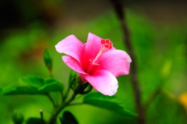 Ebegümeci ebegümeci aile Ebegümecigiller çiçekli bitkilerde bir cinsidir. Malezya ulusal çiçek oldu. 