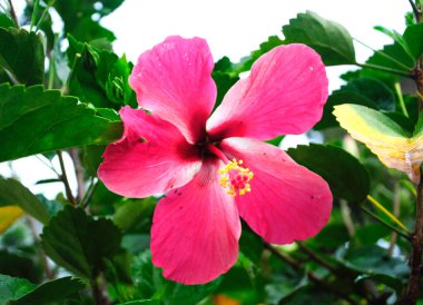 Ebegümeci ebegümeci aile Ebegümecigiller çiçekli bitkilerde bir cinsidir. Malezya ulusal çiçek oldu. 