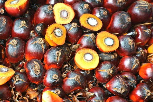 Nahaufnahme Von Palmöl Fruchtsträußen Das Foto Wurde Malacca Malaysia Aufgenommen — Stockfoto