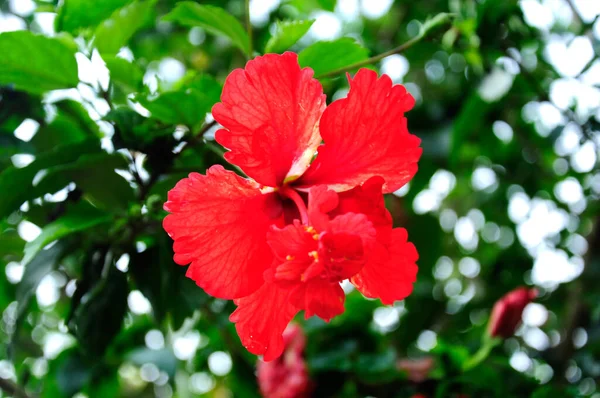 Hibiscus Genere Piante Fiore Della Famiglia Delle Malvaceae Era Fiore — Foto Stock