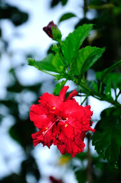 Hibiscus Род Цветущих Растений Семейства Мальвовых Малайзийский Национальный Цветок — стоковое фото