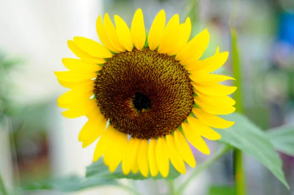 Sunflowers Blooming Planted Plant Nursery — Stock Photo, Image