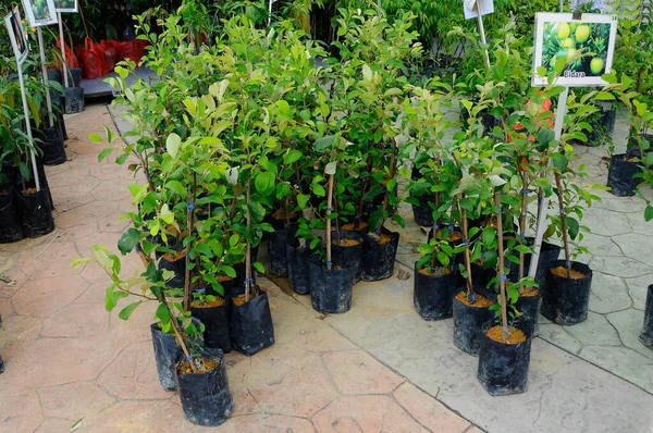 センダヤン マレーシア 2021年10月12日 植物の苗は小さな黒いポリ袋に植えられています これらの苗は十分に成熟して準備ができたら地面に移植されます — ストック写真