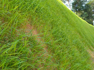 Hidroseed metodunu kullanarak otla kalıcı eğim koruması. Çimenler eğim yapısını dengelemek ve eğimli aşınmayı önlemek için kullanılır. Etkili ve daha az bakım. 