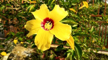 Hibiscus rosa-sinensis veya çiçekli bitkiler ebegümeci aile Ebegümecigiller familyasından. Bir Malezya ulusal çiçeği Bunga Raya karardı.