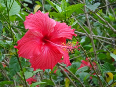 Hibiscus rosa-sinensis veya çiçekli bitkiler ebegümeci aile Ebegümecigiller familyasından. Bir Malezya ulusal çiçeği Bunga Raya karardı.