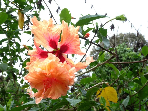 Hibiscus Rosa Sinensis Género Plantas Con Flores Perteneciente Familia Malvaceae — Foto de Stock