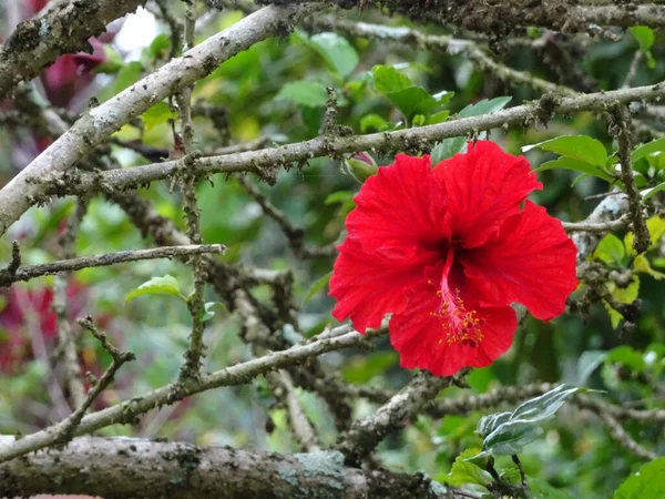 Hibiscus Rosa Sinensis Género Botânico Pertencente Família Malvaceae Era Uma — Fotografia de Stock