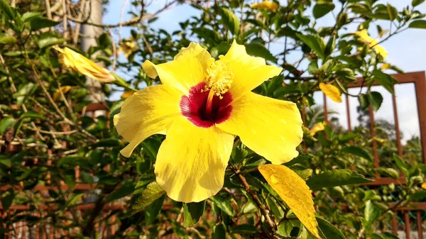 Hibiscus Rosa Sinensis Lub Rodzaj Roślin Rodziny Malvaceae Malwy Było — Zdjęcie stockowe