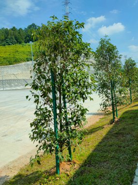 SEREMBAN, MALAYSIA 15 Mart 2021: peyzaj çalışması. Yeni ağaçlar, devrilmelerini önlemek için tahta gibi destek araçlarıyla dikilir ve desteklenir. Bu araç daha sonra kaldırılacak. 