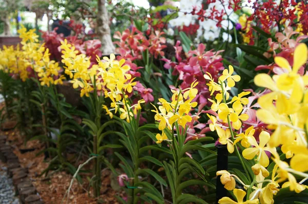 Selangor Malaysia December 2020 Selected Focused Colorful Tropical Exotic Orchids — Foto Stock