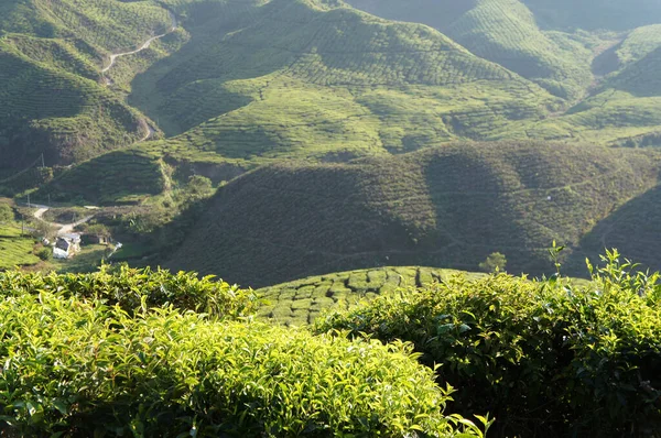 Tea Valley Cameron Highland Malasia Además Ser Mayor Productor Malasia —  Fotos de Stock