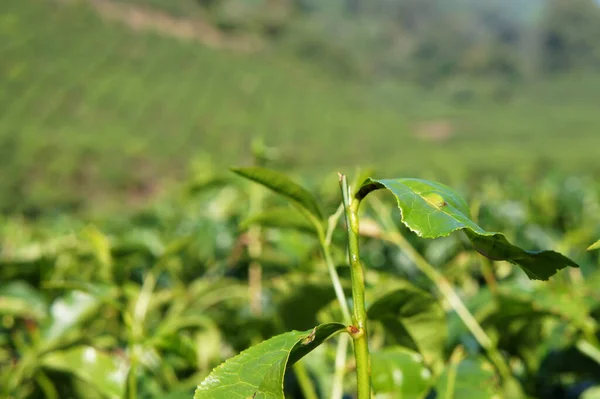 Tea Valley Cameron Highland Malasia Además Ser Mayor Productor Malasia — Foto de Stock