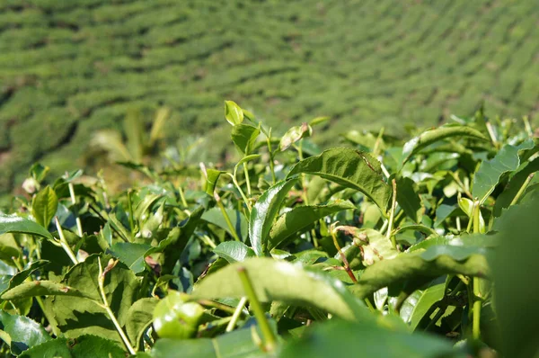 Чайна Долина Cameron Highland Малайзія Крім Він Найбільшим Виробником Чаю — стокове фото