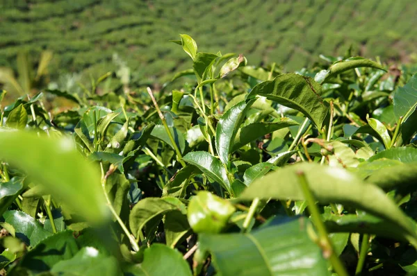 Tea Valley Cameron Highland Malasia Además Ser Mayor Productor Malasia — Foto de Stock